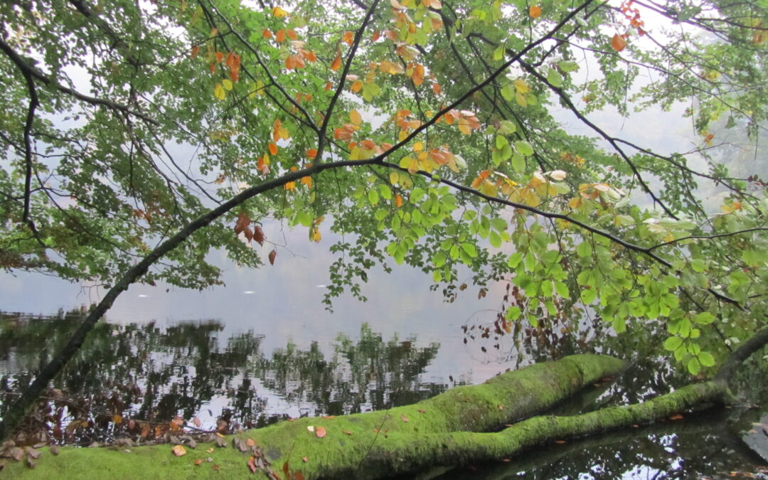 Essens: er du kommet hjem til dig selv?